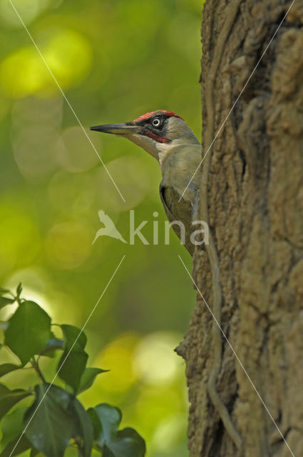 Eurasian Green Woodpecker (Picus viridis)