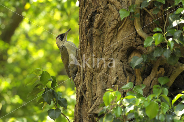 Eurasian Green Woodpecker (Picus viridis)