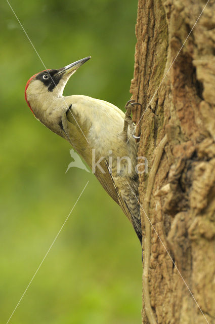 Eurasian Green Woodpecker (Picus viridis)