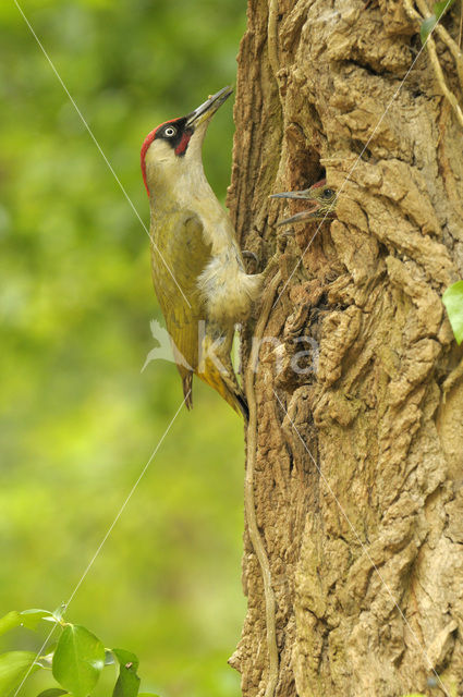 Eurasian Green Woodpecker (Picus viridis)