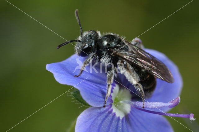 Andrena viridescens