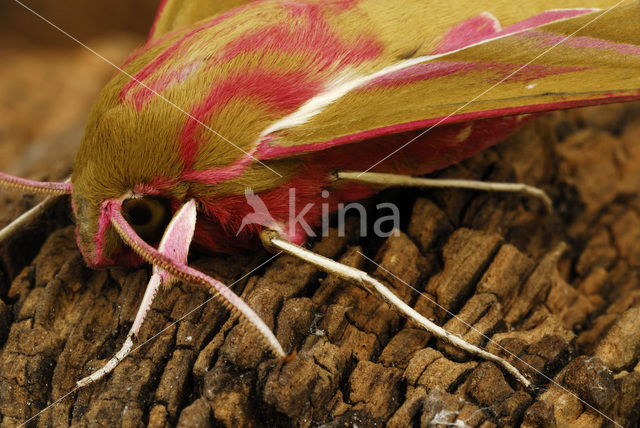 Elephant Hawk-moth (Deilephila elpenor)
