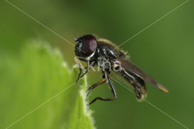 Grootsprietgitje (Cheilosia laticornis)