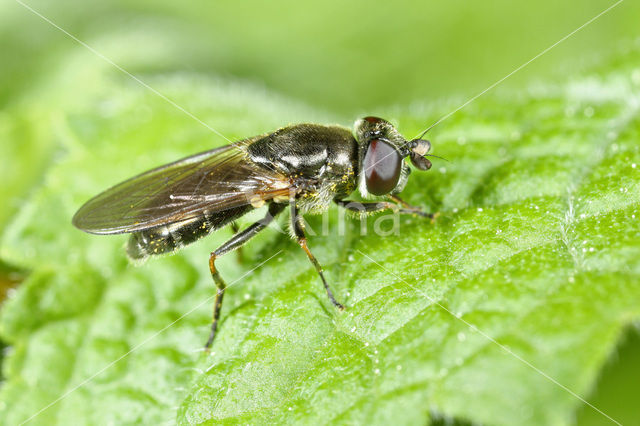 Cheilosia laticornis