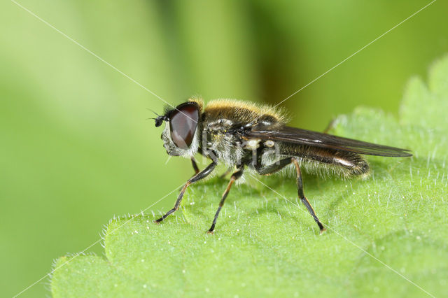 Cheilosia laticornis