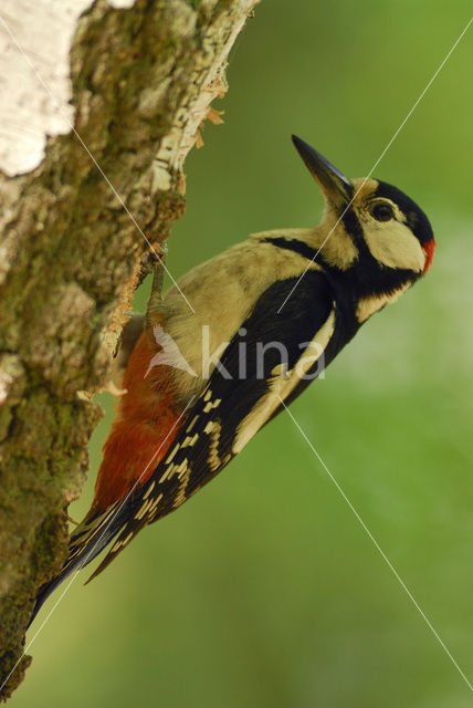 Great Spotted Woodpecker (Dendrocopos major)