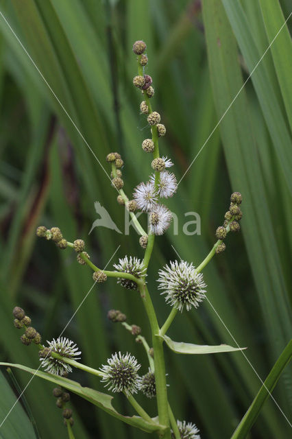 Grote egelskop (Sparganium erectum)