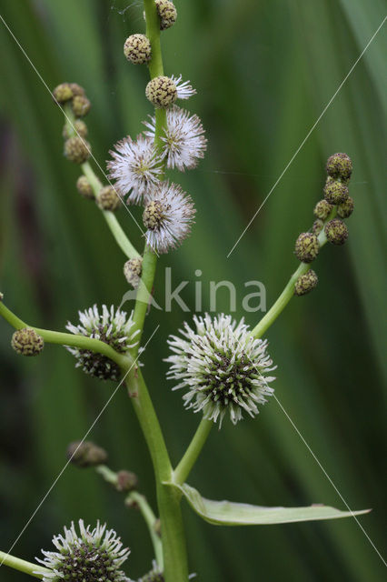 Grote egelskop (Sparganium erectum)