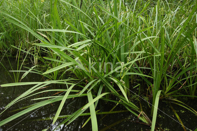 Grote egelskop  (Sparganium erectum erectum)