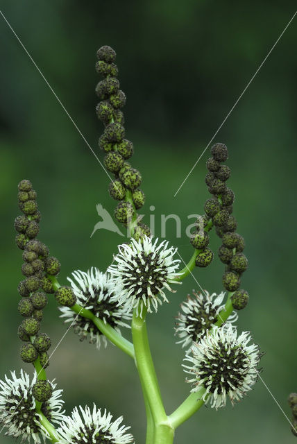 Grote egelskop  (Sparganium erectum)