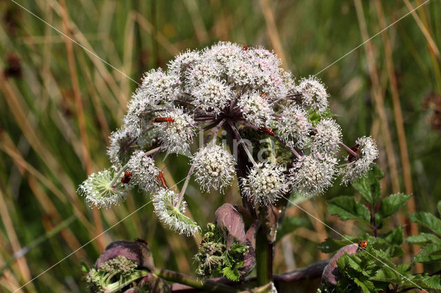 Grote engelwortel (Angelica archangelica)