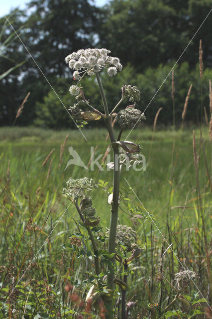 Grote engelwortel (Angelica archangelica)