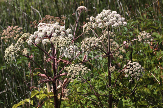 Grote engelwortel (Angelica archangelica)