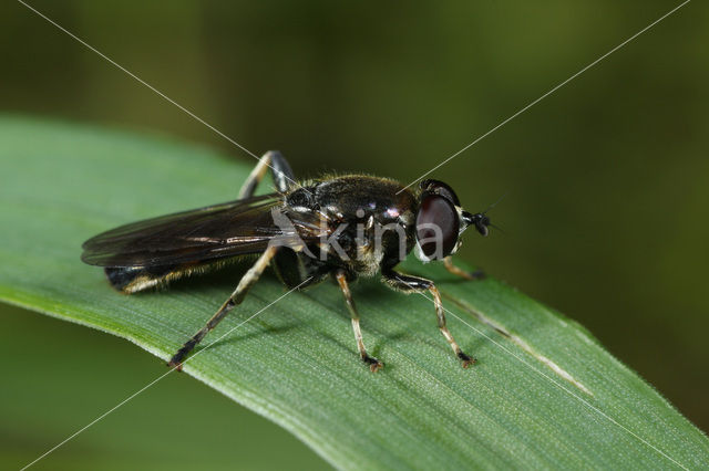 Grote grijze bladloper (Xylota florum)