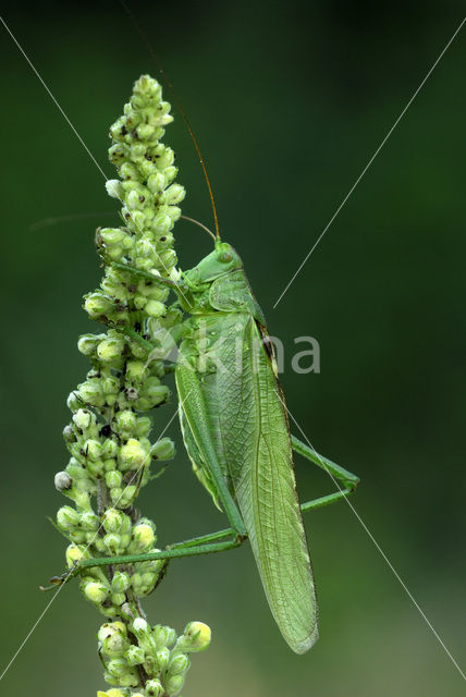 Great Green Bush-cricket (Tettigonia viridissima)