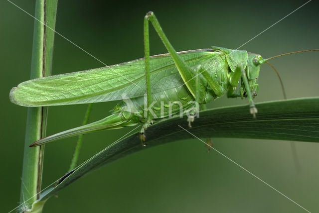 Grote groene sabelsprinkhaan (Tettigonia viridissima)