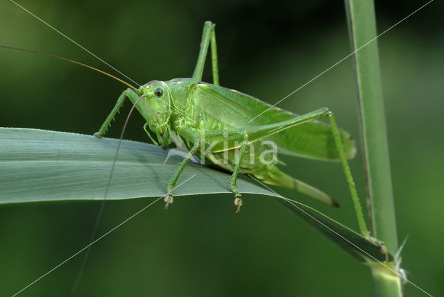 Grote groene sabelsprinkhaan (Tettigonia viridissima)