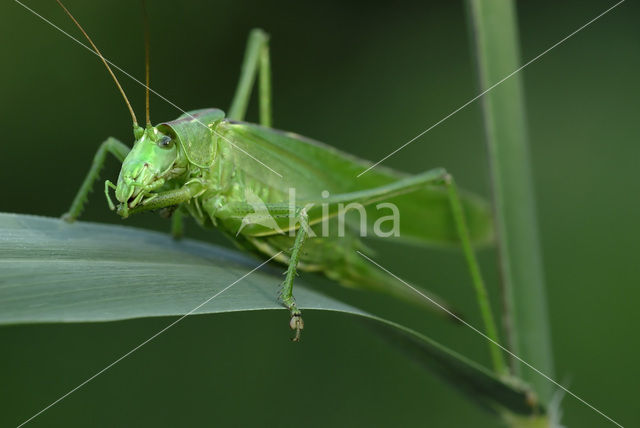Great Green Bush-cricket (Tettigonia viridissima)