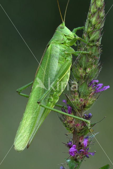 Grote groene sabelsprinkhaan (Tettigonia viridissima)