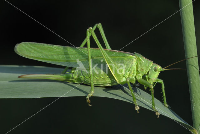 Grote groene sabelsprinkhaan (Tettigonia viridissima)