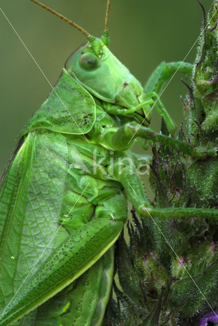 Great Green Bush-cricket (Tettigonia viridissima)