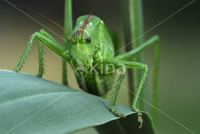 Grote groene sabelsprinkhaan (Tettigonia viridissima)