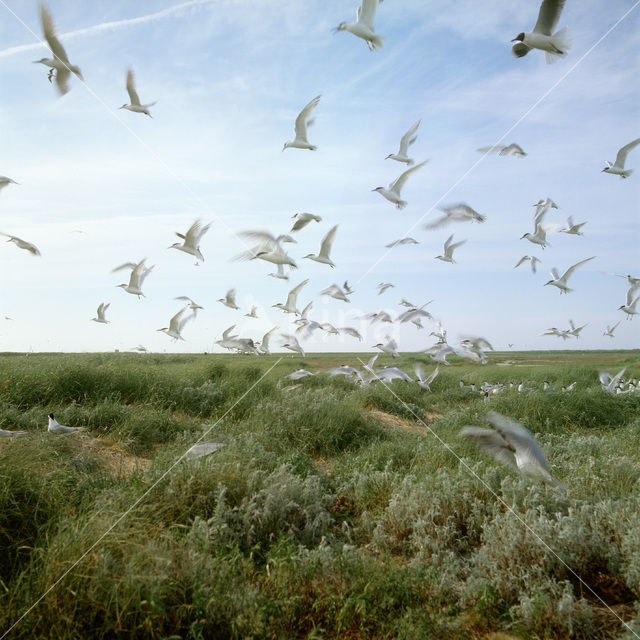 Sandwich Tern (Sterna sandvicensis)