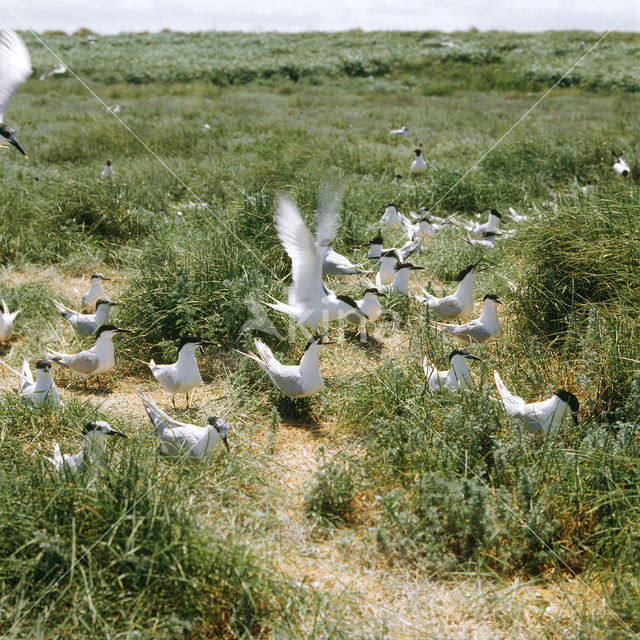 Grote Stern (Sterna sandvicensis)