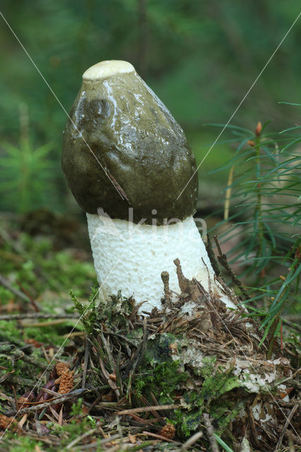 Grote stinkzwam (Phallus impudicus)