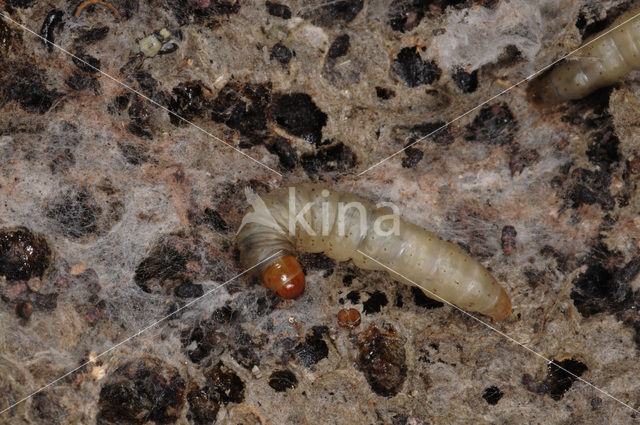 greater wax moth (Galleria mellonella)