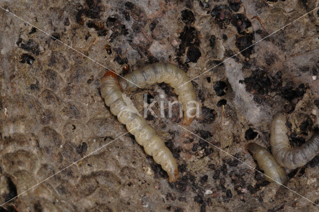 greater wax moth (Galleria mellonella)