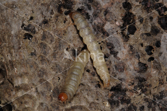 greater wax moth (Galleria mellonella)