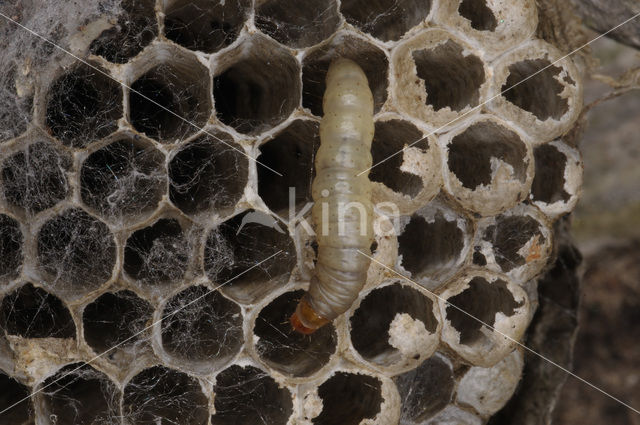 greater wax moth (Galleria mellonella)