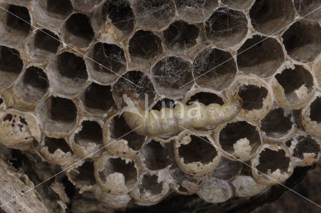 greater wax moth (Galleria mellonella)