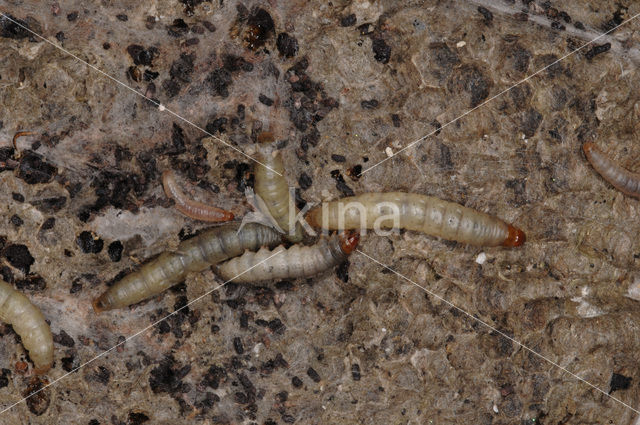 greater wax moth (Galleria mellonella)