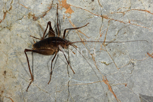 Cave cricket (Troglophilus cavicola)