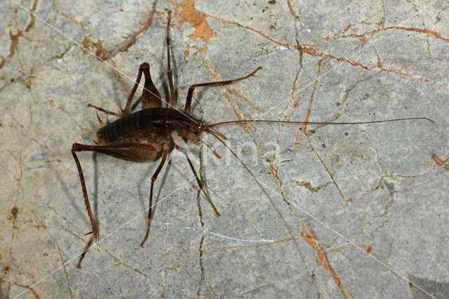 Grottensprinkhaan (Troglophilus cavicola)