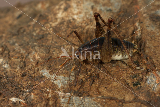 Cave cricket (Troglophilus cavicola)