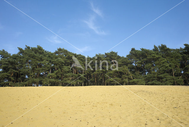 Scots Pine (Pinus sylvestris)