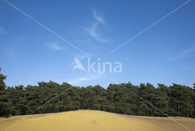 Grove den (Pinus sylvestris)