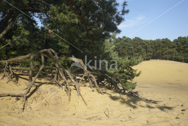 Grove den (Pinus sylvestris)