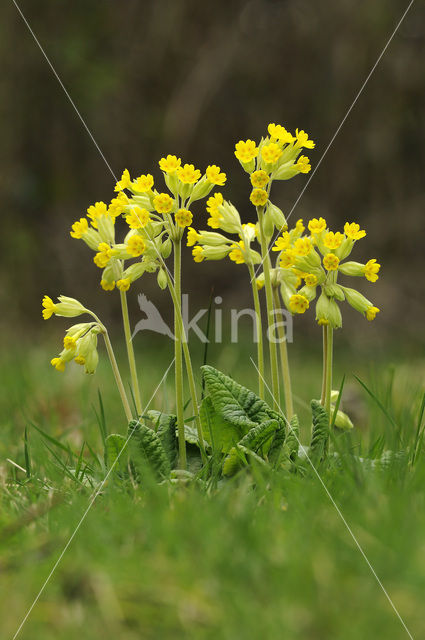 Gulden sleutelbloem (Primula veris)