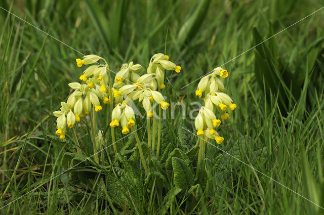 Gulden sleutelbloem (Primula veris)