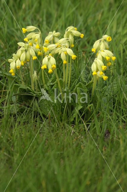 Gulden sleutelbloem (Primula veris)