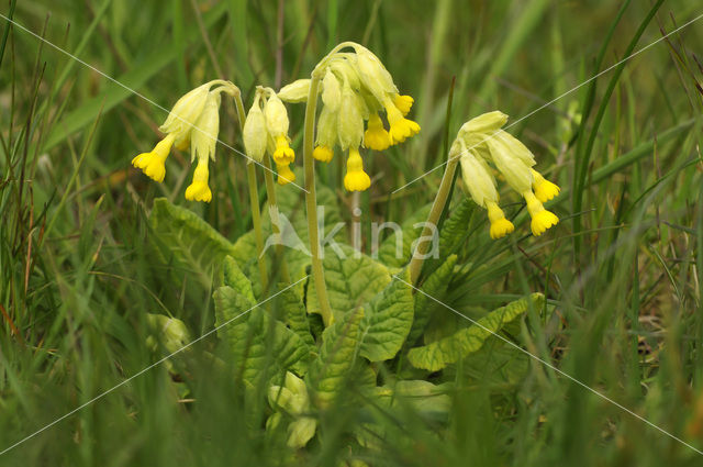 Gulden sleutelbloem (Primula veris)