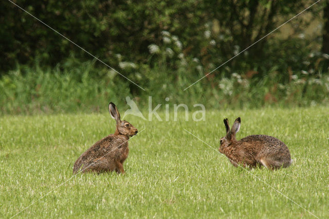 Brown Hare (Lepus europaeus)