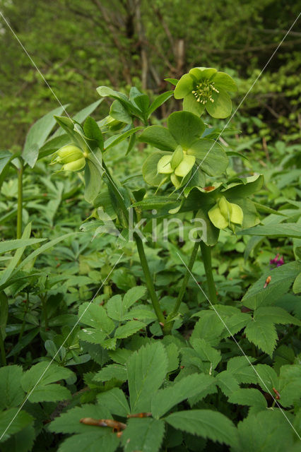 Hacquetia epipactis