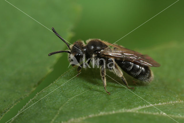 Andrena semilaevis