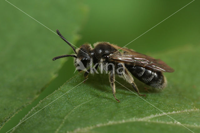 Halfgladde dwergzandbij (Andrena semilaevis)