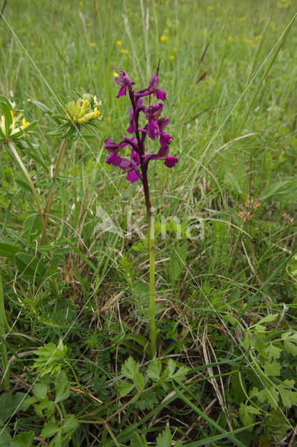 Green-winged Orchid (Anacamptis morio